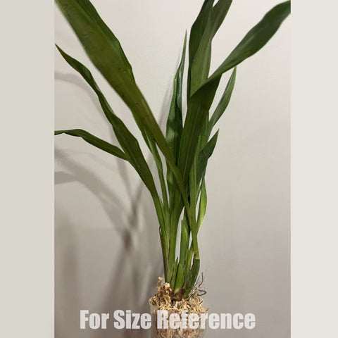 [Bare-root] Zygopetalum Artur Elle 紫唇顎瓣蘭 [2.4" BS][May in stock]