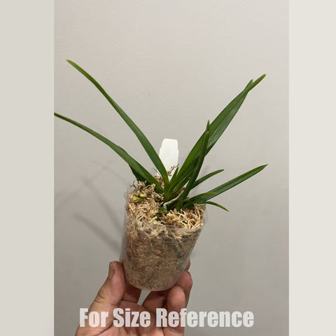 [Bare-root] Vanda Peaches [2.5" BS][May in stock]