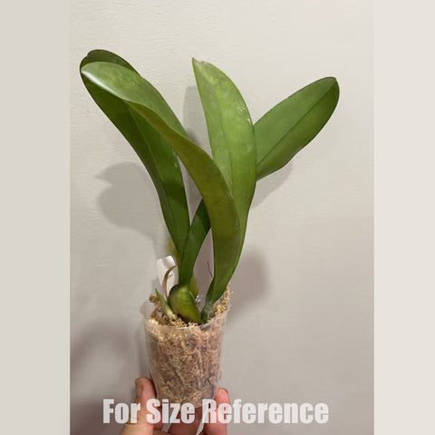 [Bare-root] Oncidium ampliatum 鱉頭文心 [2.4" BS][May in stock]