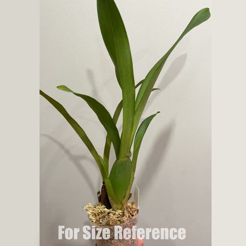 [Bare-root] Miltassia Dark Star [2.5“ BS][Dec Preorder 25]