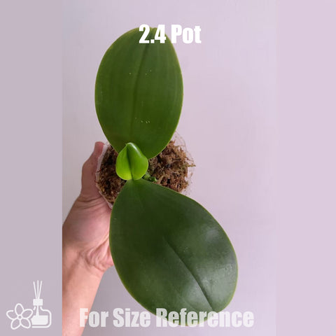 [Bare-root]Phal. Red Bear Prince 紅熊王子 [Sept in Stock]