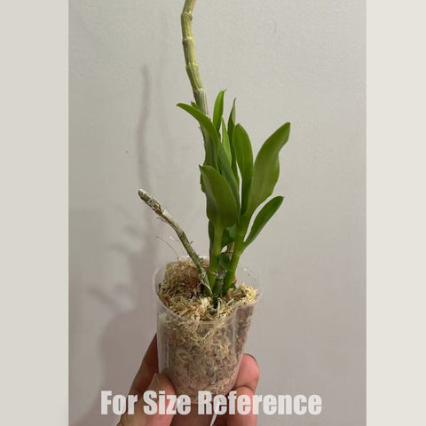 [Bare-root] Dendrobium cretaceum [1.7" NBS][May in stock]
