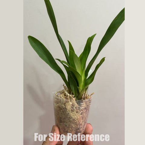 [Bare-root] #Twinkle# Oncidium Misaki Twinkle Obry 'Only You' [2.4" BS][May in stock]