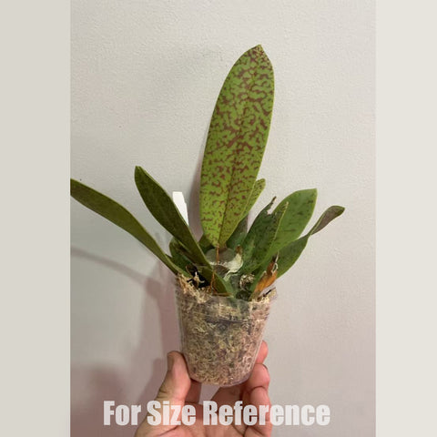[Bare-root] Psychopsis Mariposa 蛾形文心 [2.4" BS][May in stock]
