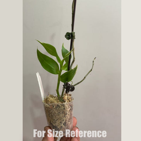 [Bare-root] Dendrobium aphyllum variegated [1.7" NBS][May in stock]