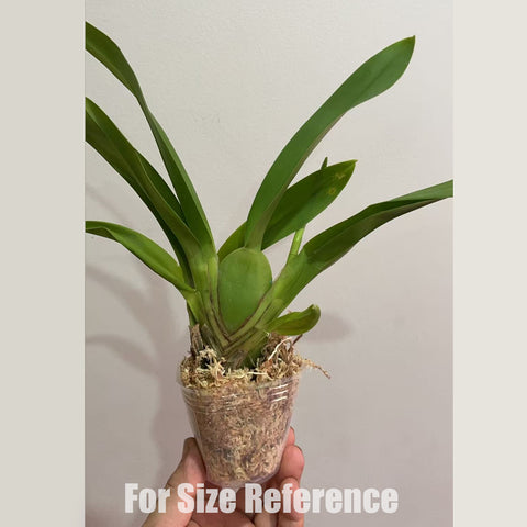 [Bare-root] Onc. Guann Shin Sakura 櫻花文心 [2.4" BS][May in stock]
