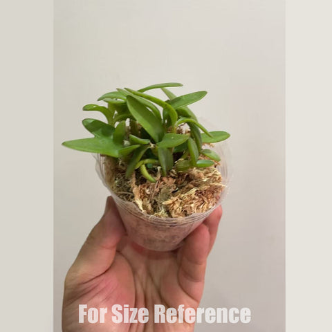 書房。 hymenanthum × sib 茉香石斛