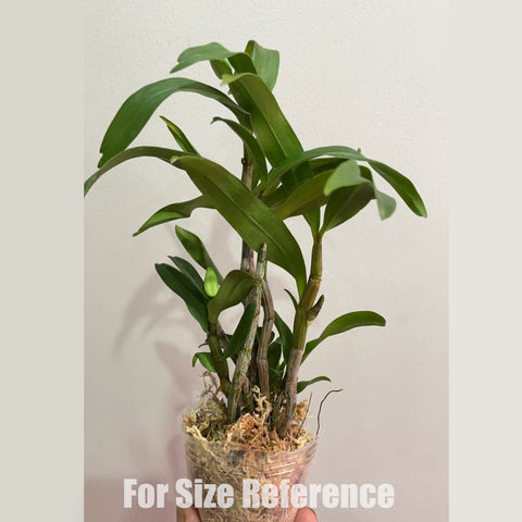 [Bare-root] Dendrobium Jiaho Candy [2.4" BS] [Dec Preorder 25]