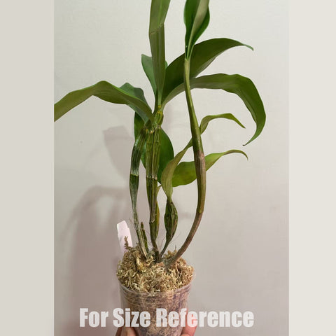 [Bare-root] Dendrobium farmeri f. petaloid album 'Hsinying' [2.4" BS][Dec Preorder 25]
