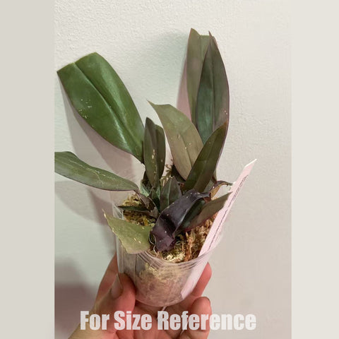 [Bare-root] Den.  pseudolamellatum [2.4" BS][May in stock]