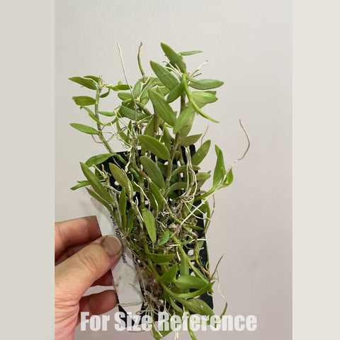 [Bare-root] Den. loddigesii 攀龍石斛 [2.5" BS] [May in stock]