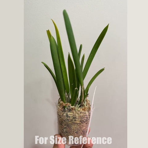 [Bare-root] Brassavola nodosa 'Panama Soirée' 夜夫人 [2.4" BS ] [May in stock]