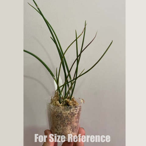 [Bare-root] Brassavola appendiculata  [2.5" BS][May in stock]