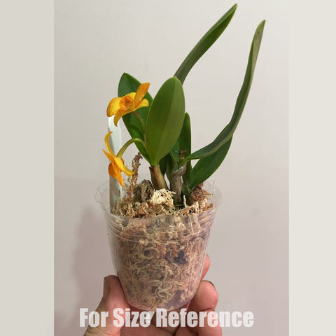 [Bare-root] Cattleya Alliance #Mini Cat# Cattlianthe Faikon Ball 黃花小公主 [2.4" BS][May in stock]