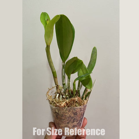 [Bare-root] Cattleya alliance# Cattlianthe. White Bridal 'Yuki' 優姬 [2.4" BS][May in stock]