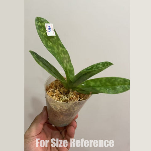 [Bare-root] Paph.YY Green Coral 綠珊瑚 [2.4" NBS][May in stock]