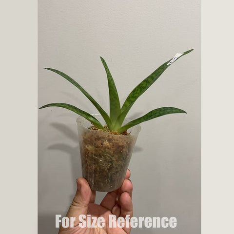 [Bare-root] Paph. Recovery (sukhakulii x philippinense) 蘇x菲 [2.4" NMS][May in stock]