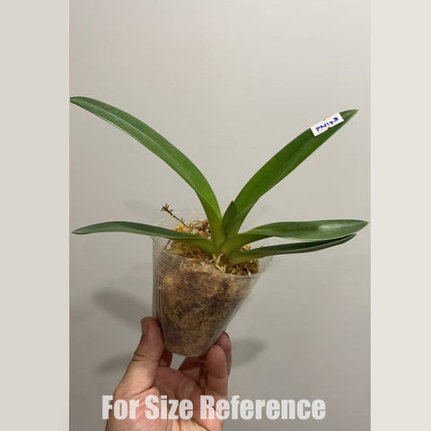 [Bare-root] Paph.druryi (TC) 南印兜蘭 [2.4" NMS][May in stock]