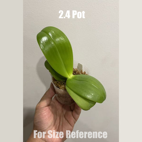 [Potted]Phal. Younger Little Blue ‘910’ 小藍莓910[Sept in stock]