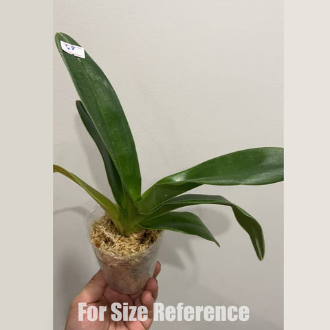 [Bare-root] Paph.YY Jumping Frog 跳跳蛙 [2.5" NBS][May in stock]