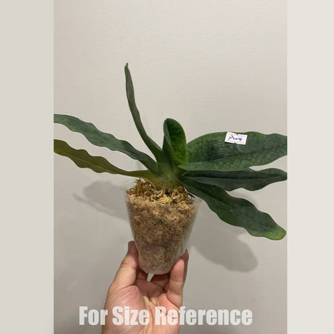 [Bare-root] Paph.Shun Fa Golden (TC) [2.5 NBS][May in stock]