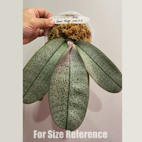 [Bare-root] Phal. schilleriana ’BT Polar Bear‘ 大樹北極熊 [3.5" BS][Jun in stock]