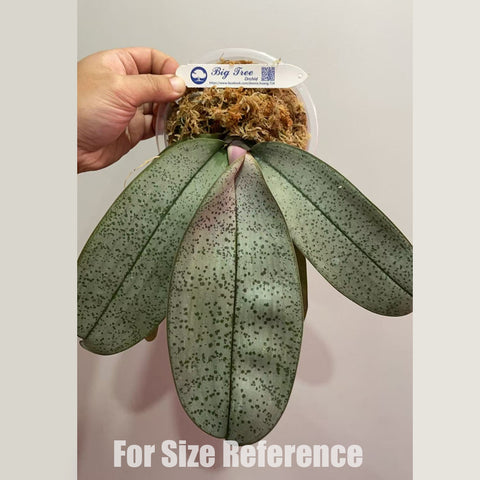 [Bare-root] Phal. schilleriana ’BT Polar Bear‘ 大樹北極熊 [3.5" BS][Jun in stock]