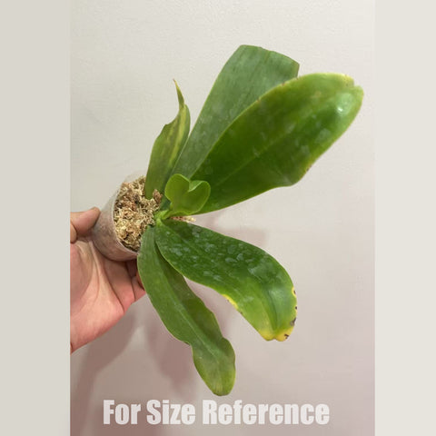 [Bare-root] Phal. mariae coerulea [Dec Preorder 25]