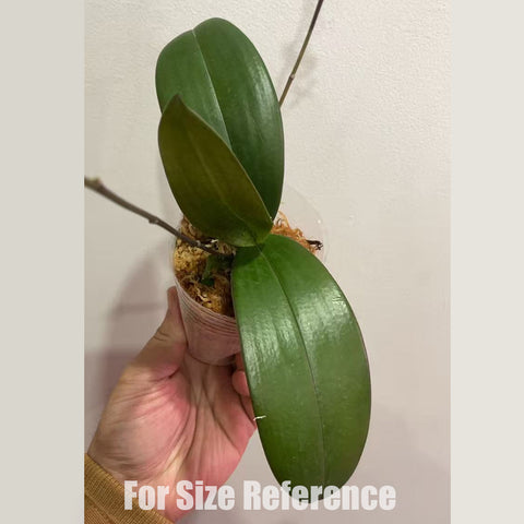 [Bare-root] Phal. Venus ( lindenii x equestris) [2.4" BS][April preorder 26]