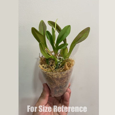 [Bare-root] #Onc. Alliance# Ionocidium Popcorn 'Haruri' 爆米花 [2.4" BS][Jun in stock]