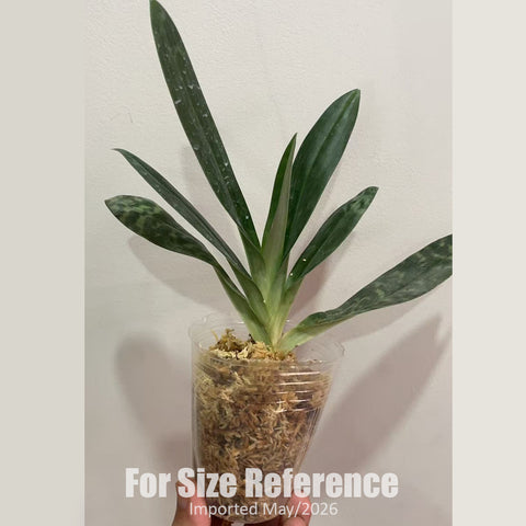 [Bare-root] Paph sukhakulii xsib 蘇氏兜蘭  [2.4" NBS][Jun in stock]