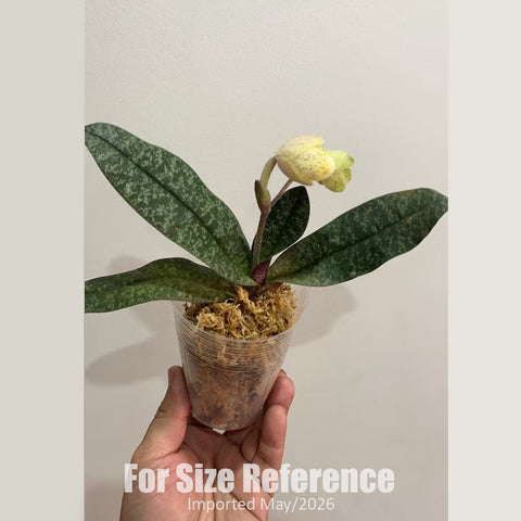 [Bare-root] Paph. concolor xsib 同色兜蘭 [2.4" BS][Jun in stock]