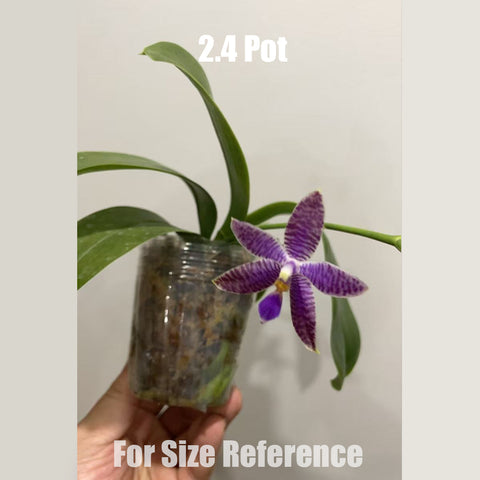 [Potted] Phal. KS Blue Ludde 龔氏藍路德 [Sept in stock]