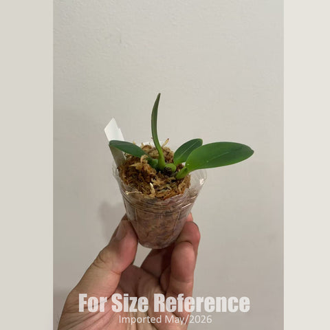 [Bare-root] Bulbophyllum echinolabium [1.7 NBS][Jun in stock]