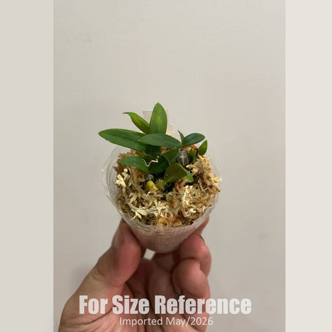 [Bare-root] Den.hekouense 河口石斛 [1.7 NBS][Jun in stock]