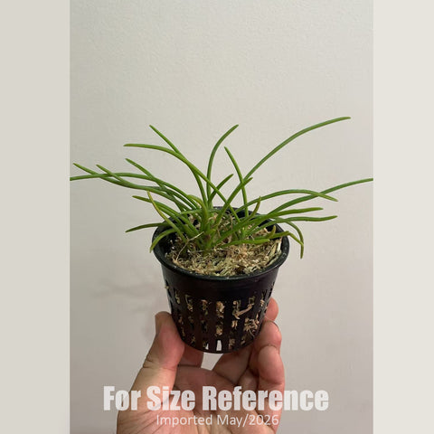 [Bare-root] Holc flavescens [2.4 BS][Jun in stock]