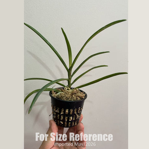 [Bare-root] Stereochilus xiaoi 美玲固唇蘭 [2.4 BS][Jun in stock]