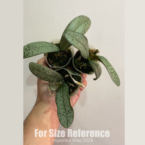 [Bare-root] Phal. schilleriana (silver leaves) 銀葉西 [1.7" NBS][Jun in stock]