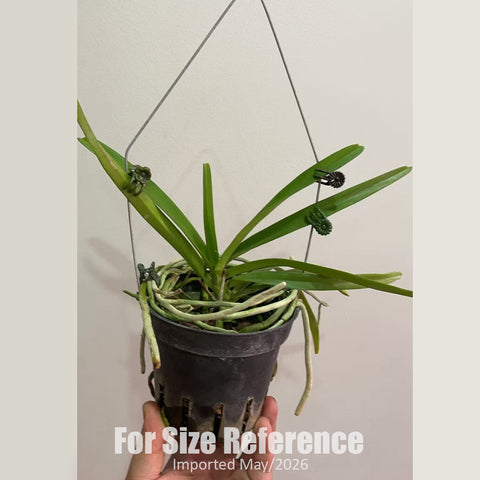 [Bare-root] Vanda coerulescens [3.5" BS][Jun in stock]