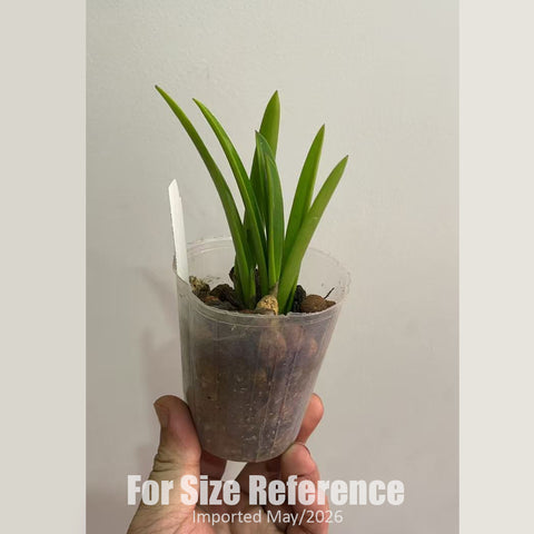 [Bare-Root] Bc. Nanipuakea 'Dogashima' [2.5" MS][Jun in stock]