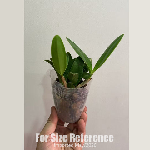 [Bare-Root] #Mini Cat# Cattleya.Troipcal Pointer [2.5" BS][Jun in stock]