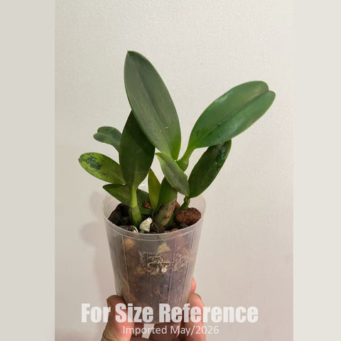 [Bare-root] #Mini Cattleya# Rth.Candy House 'Happiness' 糖果屋 [2.5" BS][Jun in stock]