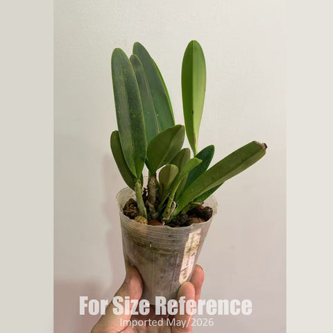 [Bare-Root] C. maxima var. coerulea 'Dennis' 藍馬丹尼斯 [2.5" NBS][Jun in stock]