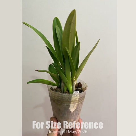 [Bare-Root] #Cattleya Alliance# Ctt. Tiny Treasure 蒂尼小可愛 [2.5" BS][Jun in stock]