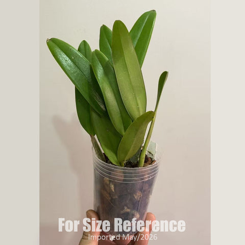[Bare-root] Cattleya alliance# Rct. Mikawa Crystal Rainbow Bridge [2.5" MS][Jun in stock]