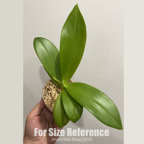 [Bare-root] Phal. equestris v. coerulea x Germaine Vincent var. blue [2.4" BS][April preorder]