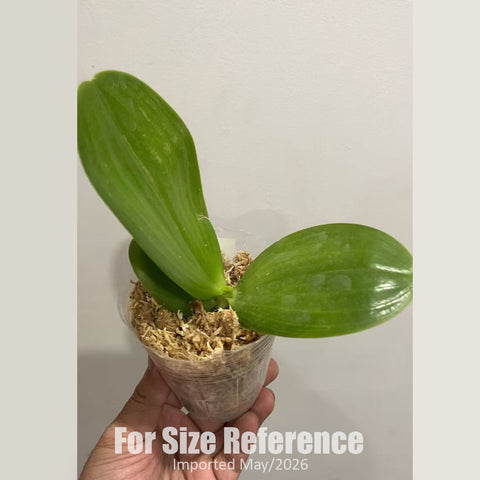 [Bare-root] Phal. Mituo Reflex Dragon ' Blue -2 ' AM/AOS 彌陀反射龍 [2.4" MS][Jun in stock]