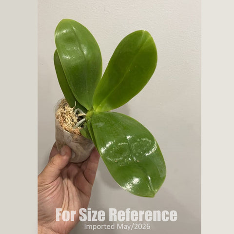 [Bare-root] Phal. Mituo Purple Dragon '277' 紫龍277 [2.4" MS][Jun in stock]