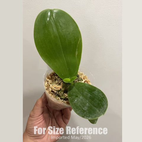 [Bare-root] Phal. Mituo Reflex Dragon 'Blue Ring' 彌陀藍環  [2.4" MS][Jun in stock]