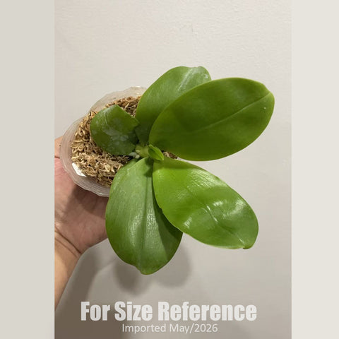 [Bare-root] Phal. Yin's Romantic Indigo x Mituo Purple Tiger [2.4" NMS][Jun in stock]